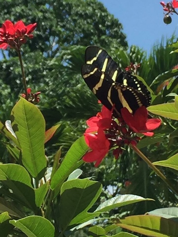 Enchanted garden in Estancia Nueva.