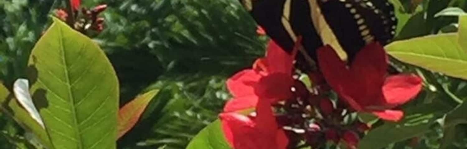 Enchanted garden in Estancia Nueva.