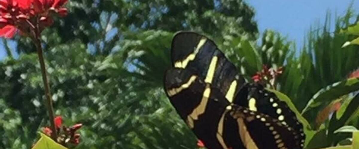 A butterfly on red flowers.