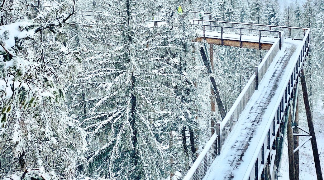 What an amazing treetop walk! #winter #snow #slovakia #europe #roadtrip #trovember #hiking #landscape #nature