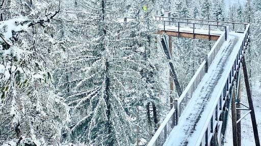 What an amazing treetop walk! #winter #snow #slovakia #europe #roadtrip #trovember #hiking #landscape #nature
