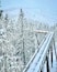 What an amazing treetop walk! #winter #snow #slovakia #europe #roadtrip #trovember #hiking #landscape #nature