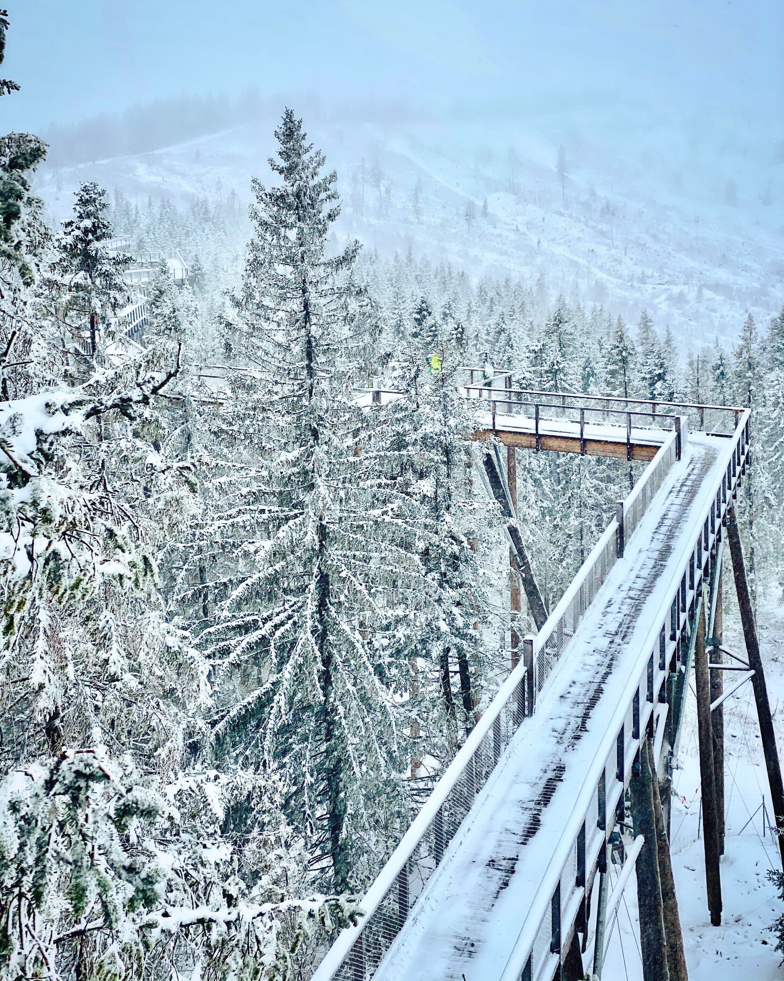 A snow-covered forest with a wooden bridge and a metal walkway.
