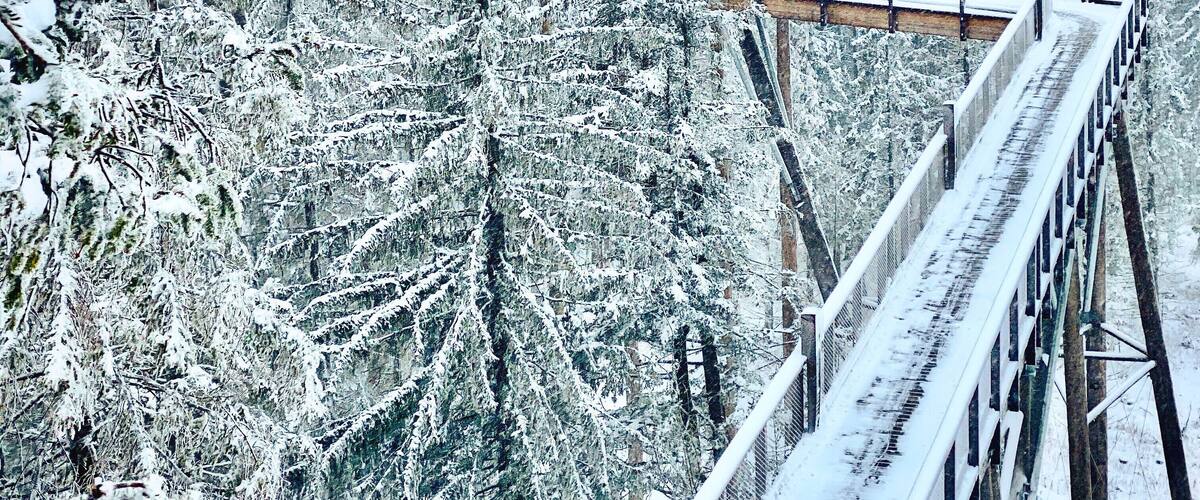 A snow-covered forest with a wooden bridge and a metal walkway.