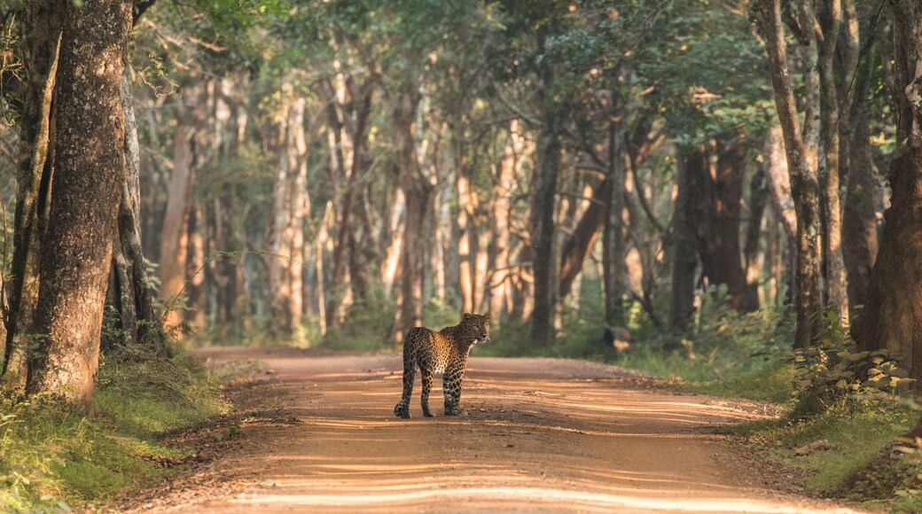 beautiful female sri lankan leopard (Panthera pardus kotiya) looking back over its shoulder standing in tree alley in picteresque setting in its natural habitat wilpattu national park sri lanka