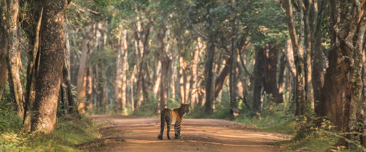 beautiful female sri lankan leopard (Panthera pardus kotiya) looking back over its shoulder standing in tree alley in picteresque setting in its natural habitat wilpattu national park sri lanka