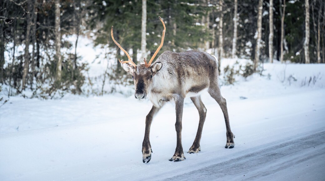 Reindeer walking on snowy winter road in Lapland forest Finland