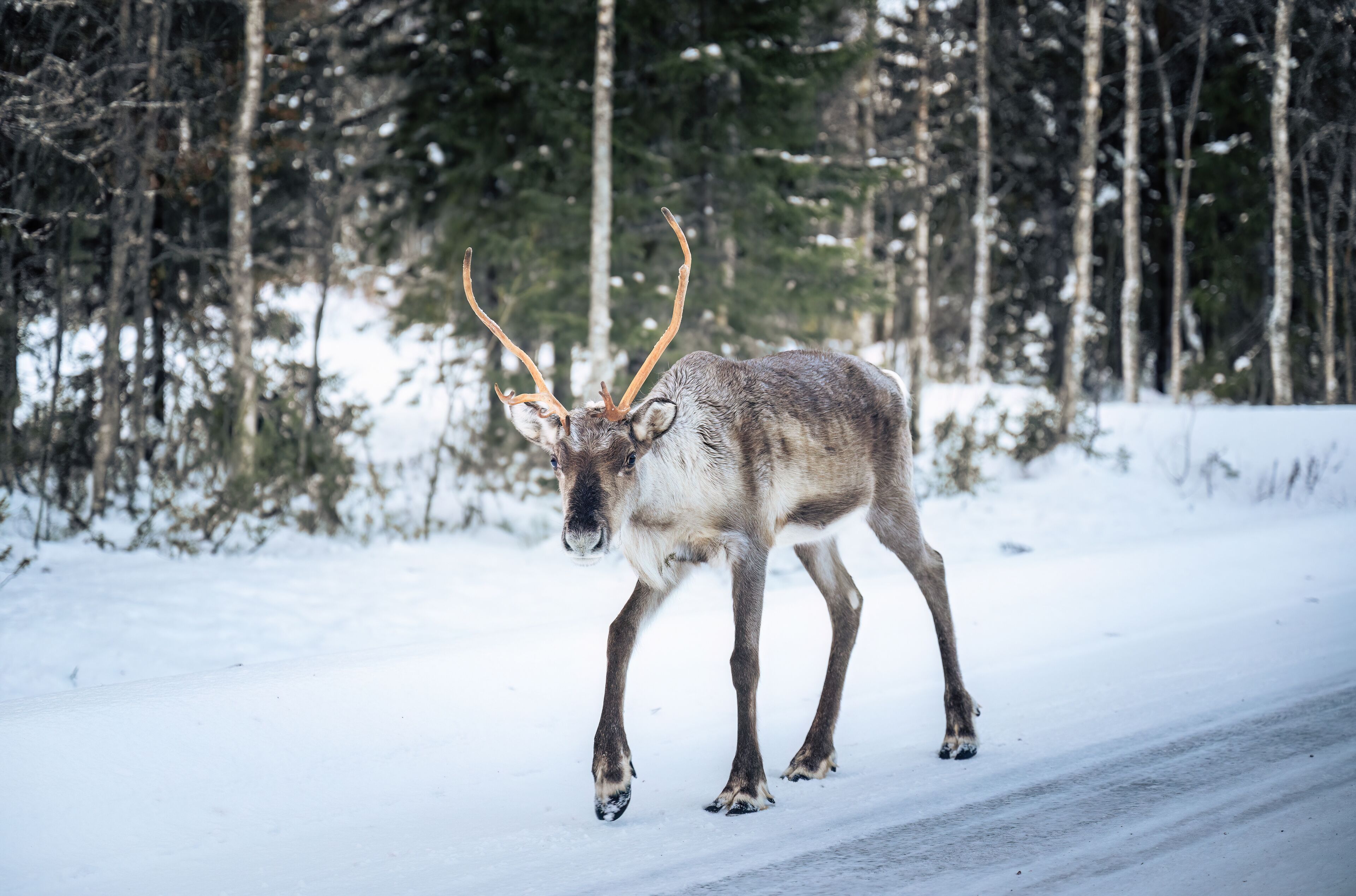 A reindeer walking on a snow-covered road with a forest in the background.