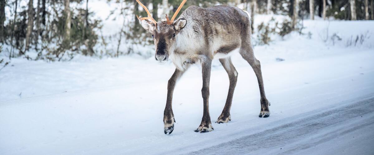 A reindeer walking on a snow-covered road with a forest in the background.