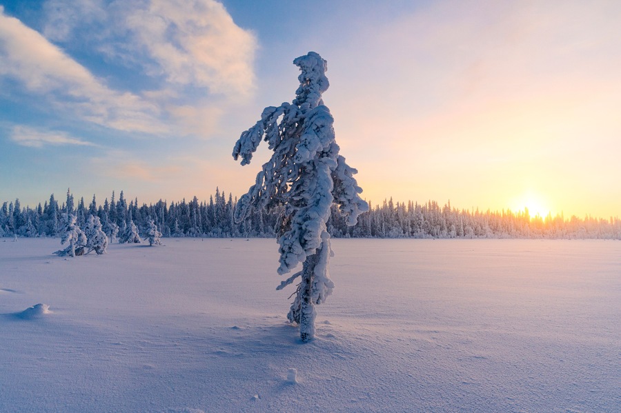 Lone frozen spruce tree covered in snow