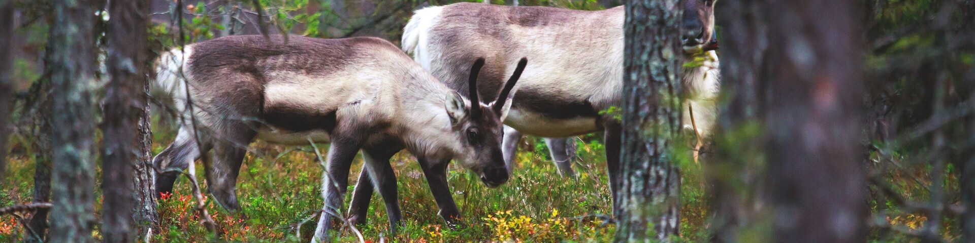 Group herd of deer caribou reindeers, Finnish forest reindeer, pasturing in Oulanka National Park, a finnish national park in the Northern Ostrobothnia and Lapland regions of Finland