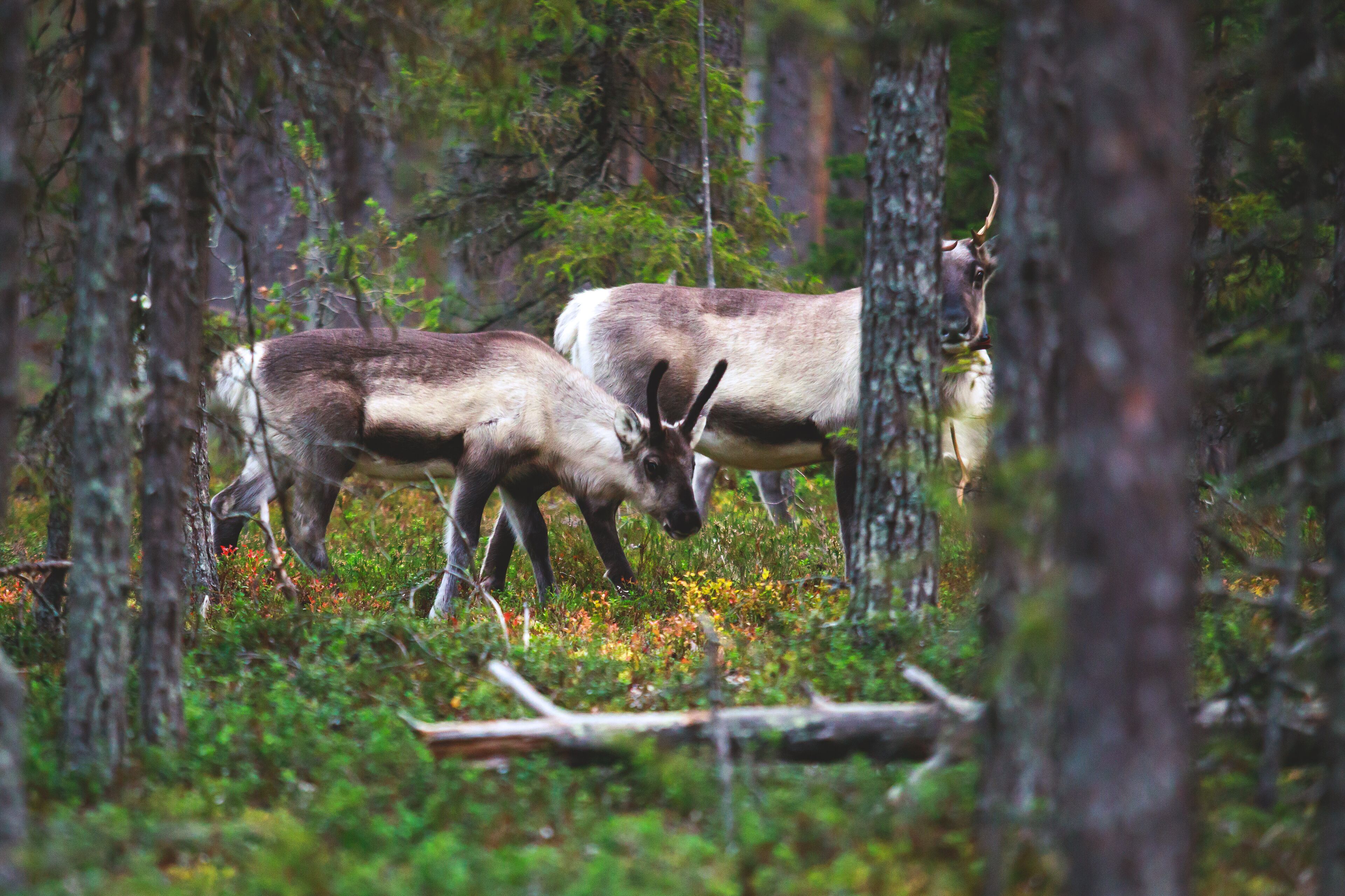 Two reindeer in a forest with dense trees and green underbrush.