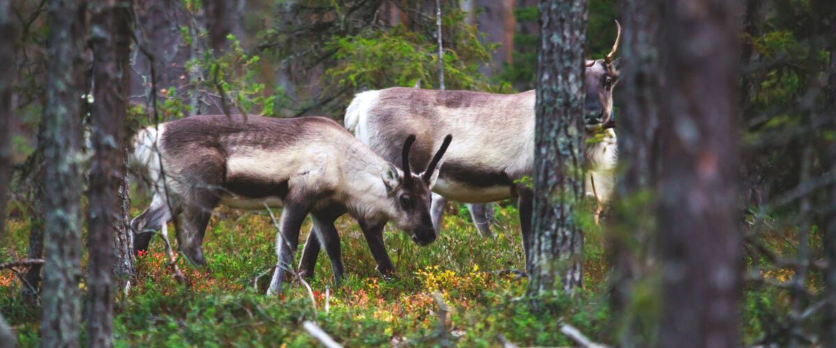 Two reindeer in a forest with dense trees and green underbrush.
