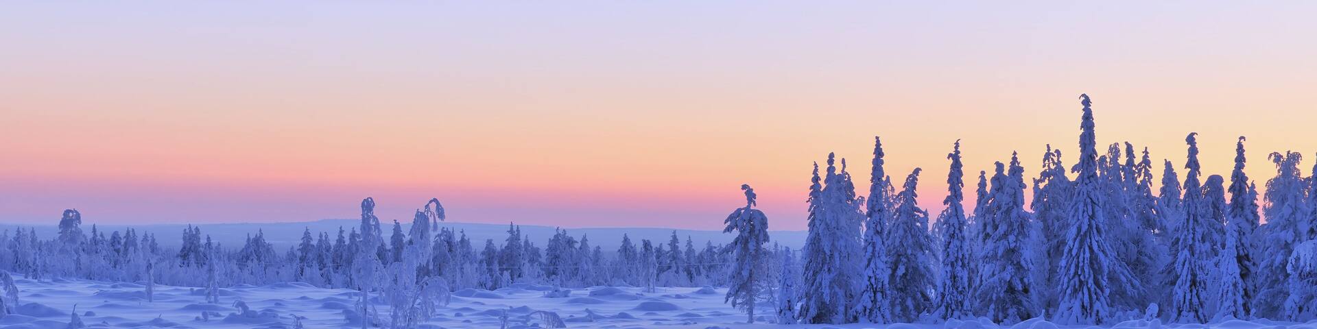 Snow Covered Spruce Trees at Dusk, Nissi, Northern Ostrobothnia, Finland