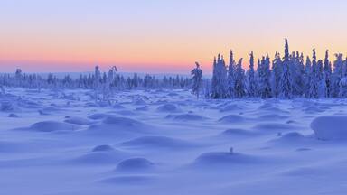 Lumipeitteinen maisema, jossa on aaltoilevaa maastoa ja kauempana näkyy rivi lumihuntuisiin puihin.