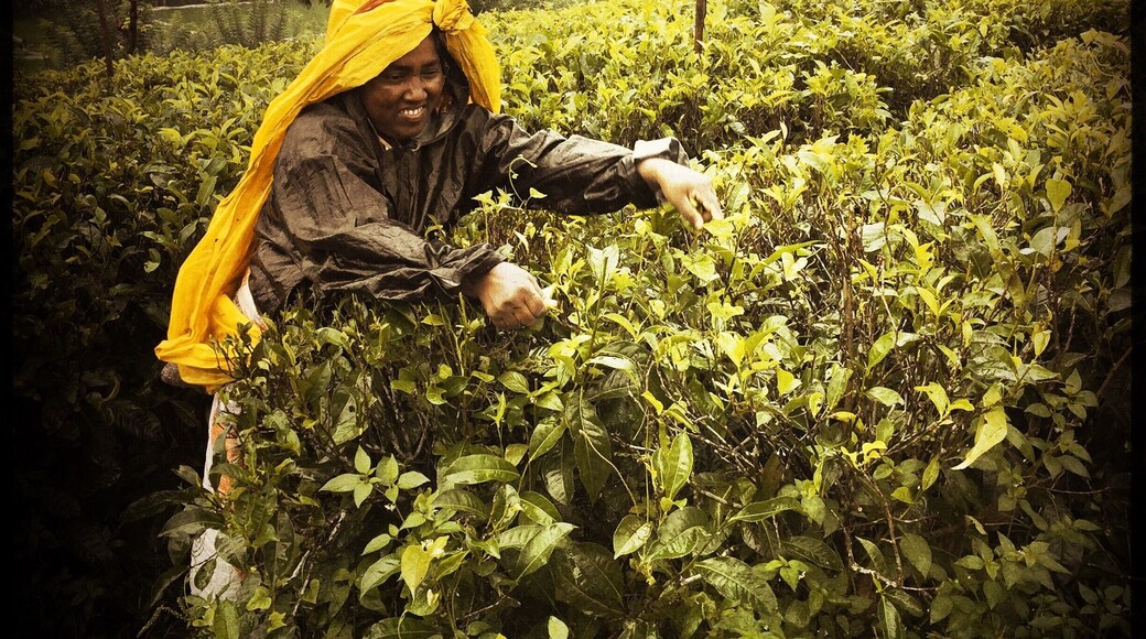 #teapicking #scambydriverinkandy #kandy #srikanka #makesureyouarefirmenoughwithdriveraboutyouritinerary #horrible