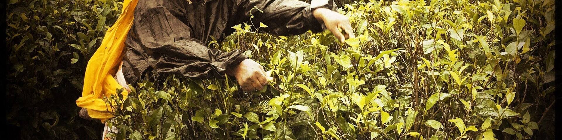 #teapicking #scambydriverinkandy #kandy #srikanka #makesureyouarefirmenoughwithdriveraboutyouritinerary #horrible