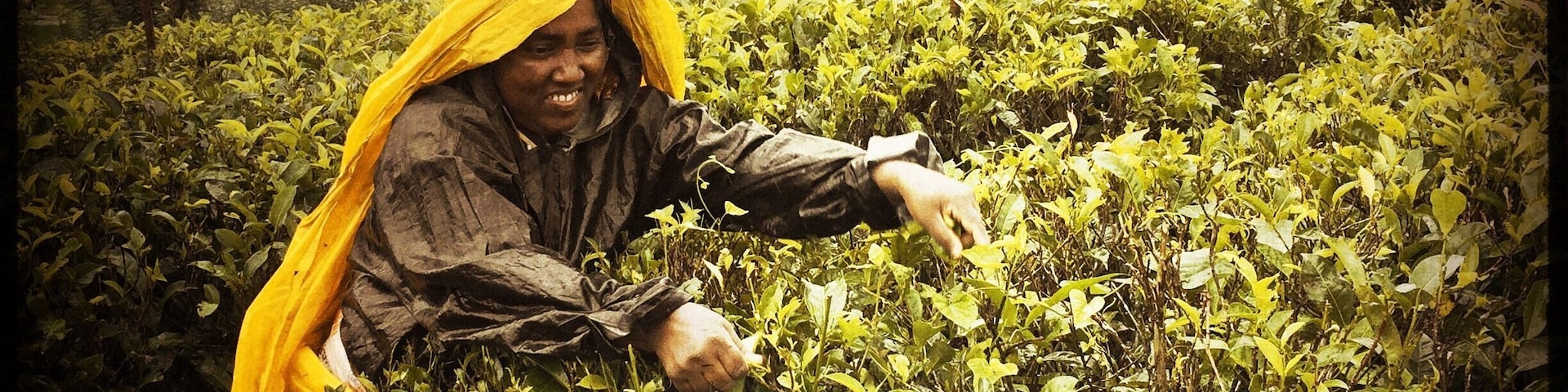 #teapicking #scambydriverinkandy #kandy #srikanka #makesureyouarefirmenoughwithdriveraboutyouritinerary #horrible