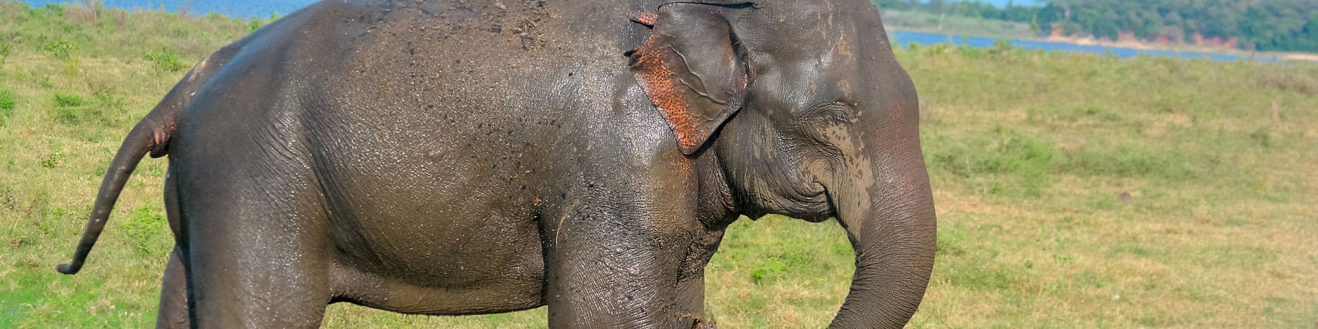 Wild Elephants In Minneriya National Park. The Park Is A Dry Season Feeding Ground For The Elephant Population Dwelling In Forests Of Matale, Polonnaruwa, And Trincomalee Districts