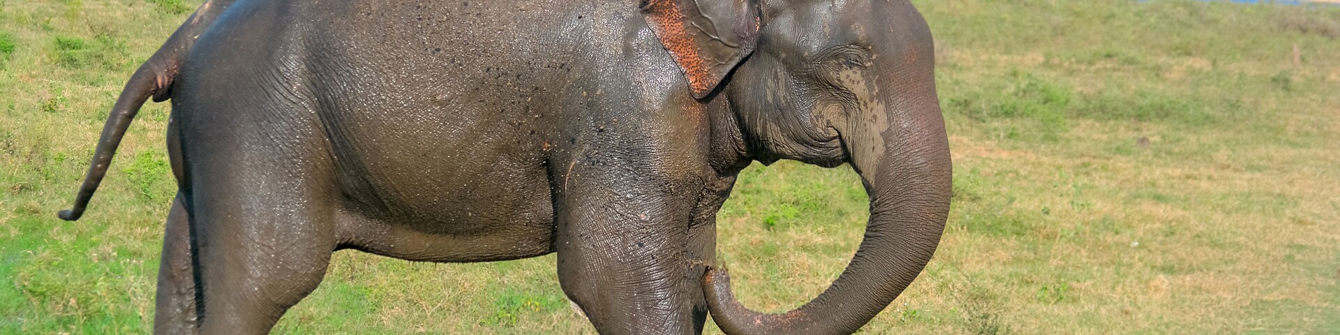 Wild Elephants In Minneriya National Park. The Park Is A Dry Season Feeding Ground For The Elephant Population Dwelling In Forests Of Matale, Polonnaruwa, And Trincomalee Districts