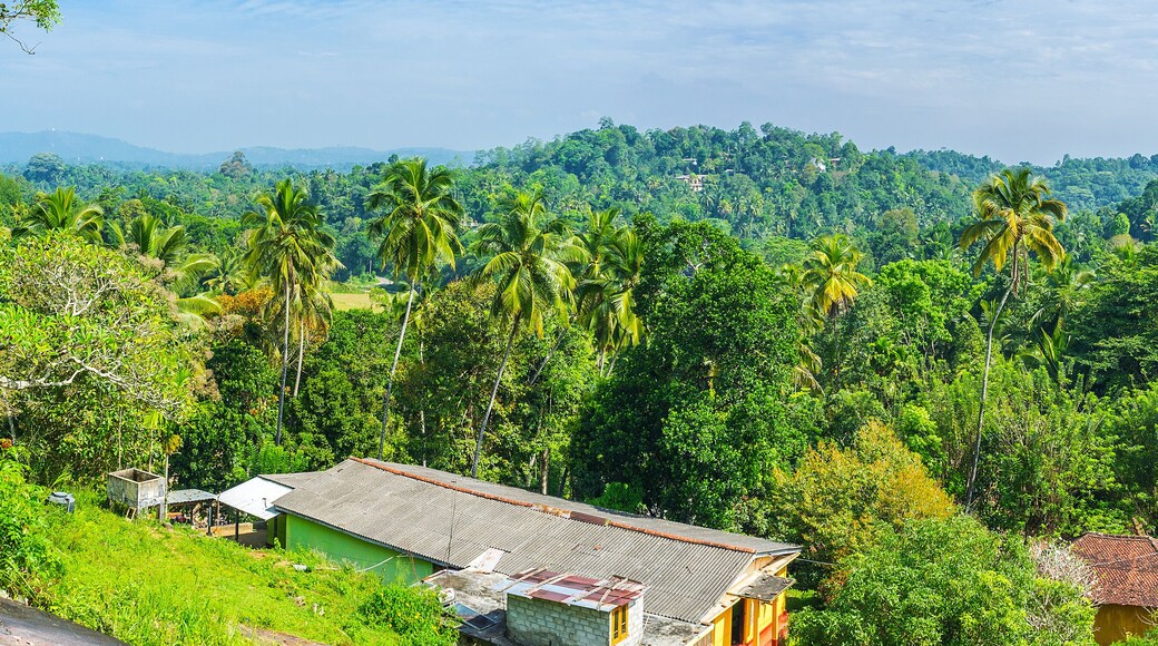 Panorama of Sri Lankan jungles