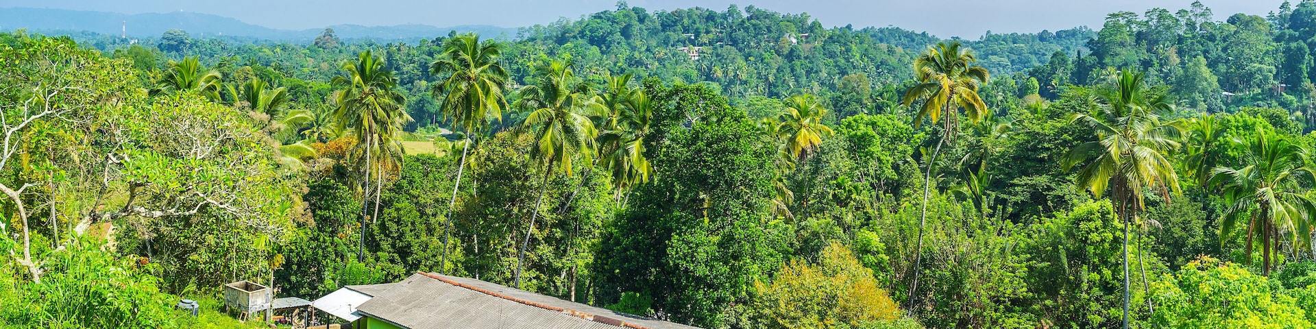 Panorama of Sri Lankan jungles