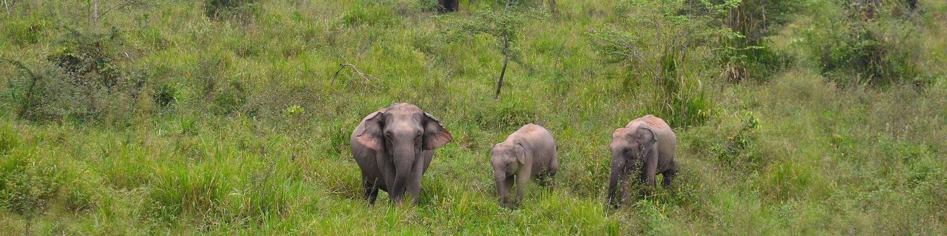 Familia de elefantes en el parque nacional de Maduru Oya, Sri Lanka
