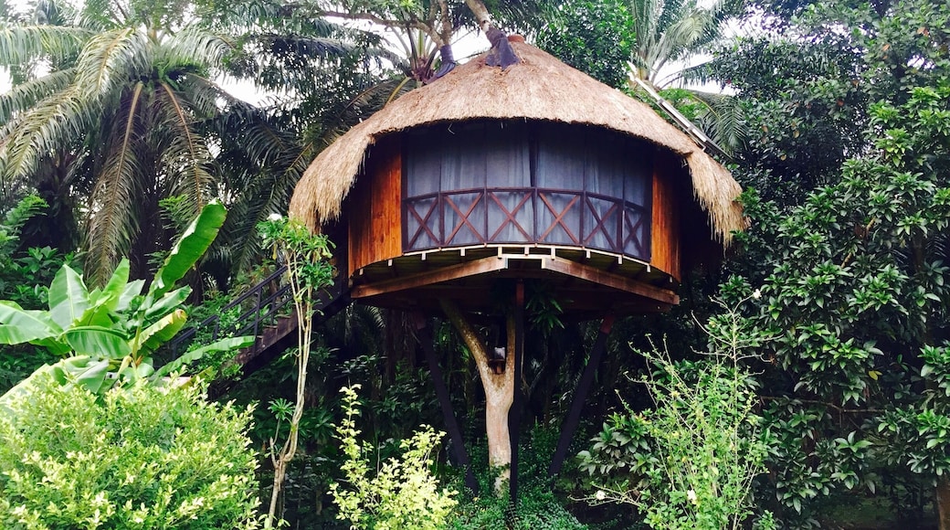 Off the grid. On a tree top. Built with local materials. Dry decomposting toilets. Surrounded by rice paddies. 20 minute bicycle ride to the Hikkaduwa beach... A serendipitous find in Sri Lanka!
#theshootingstar #srilanka #offthegrid #hikkaduwa #offbeat
