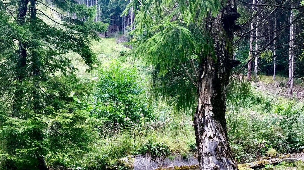 Necpalska dolina is 10 km long valley in Velka Fatra National park in Slovakia. You can walk or bike along and enjoy its beauty.