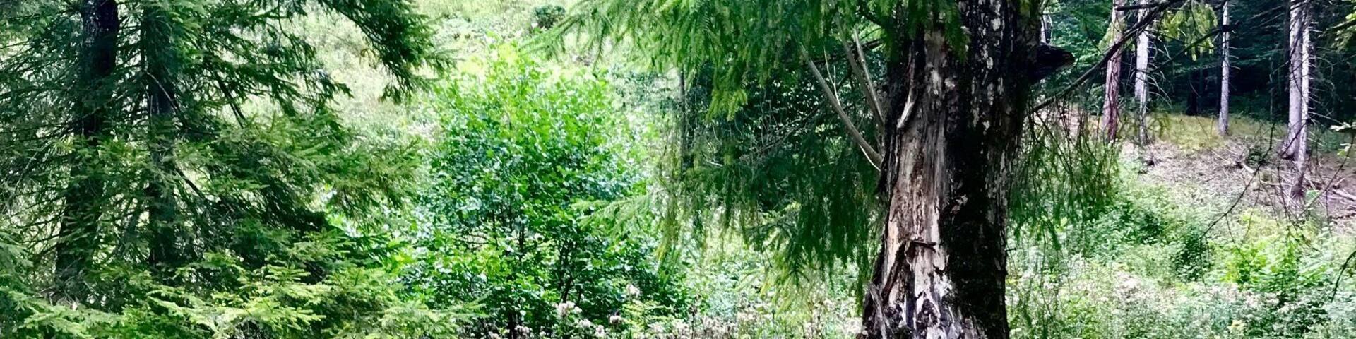 Necpalska dolina is 10 km long valley in Velka Fatra National park in Slovakia. You can walk or bike along and enjoy its beauty.