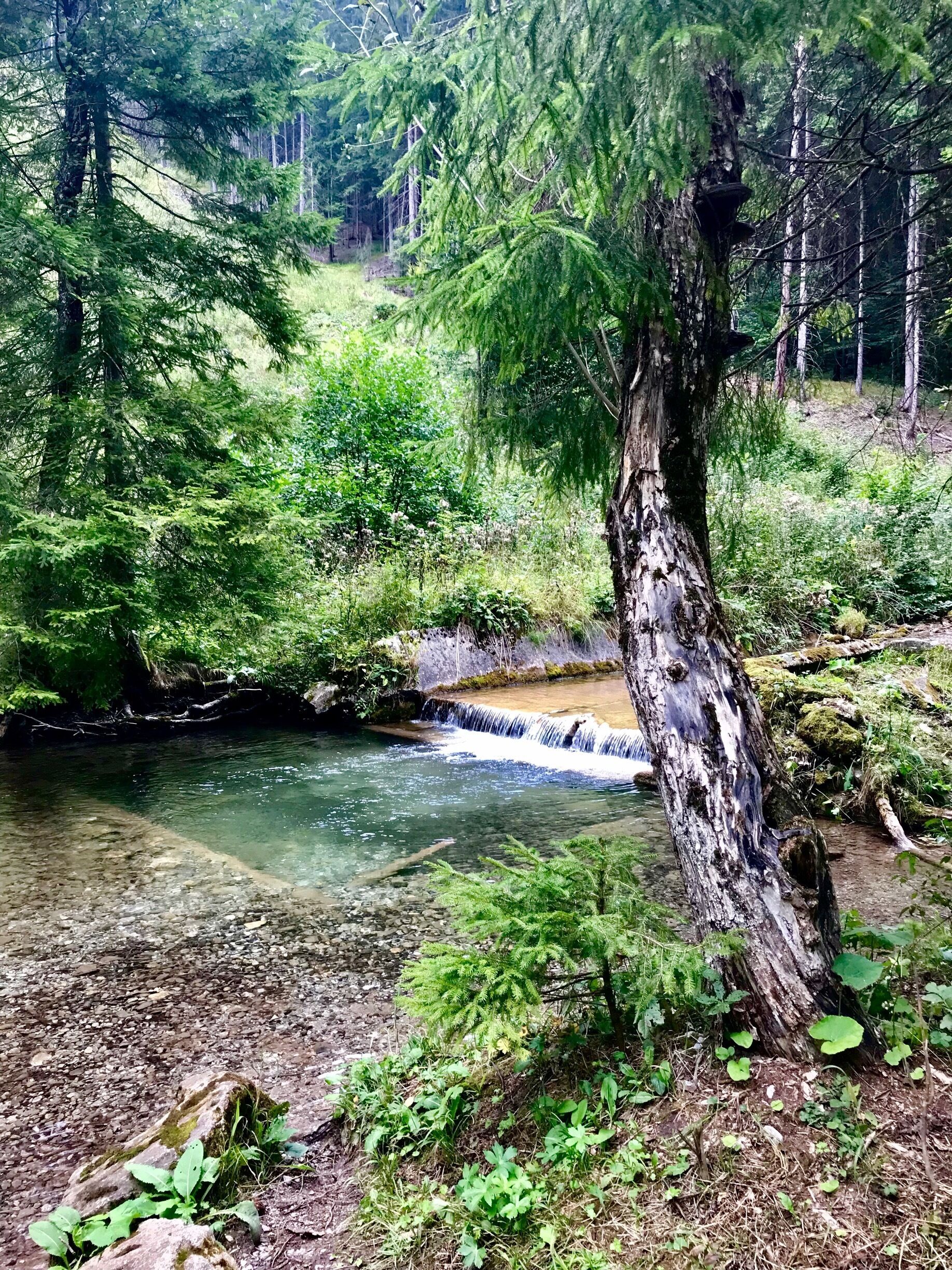 A forest stream with clear water, surrounded by dense greenery and trees.