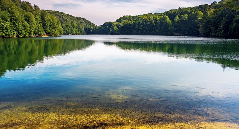 A calm lake surrounded by dense forest.