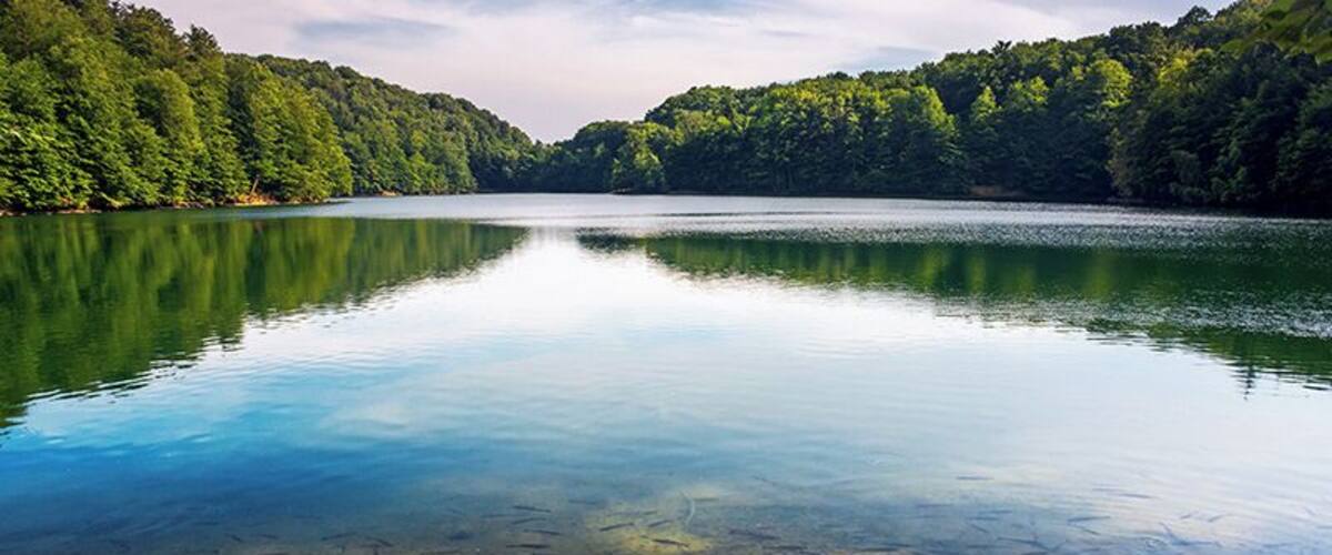 A calm lake surrounded by dense forest.