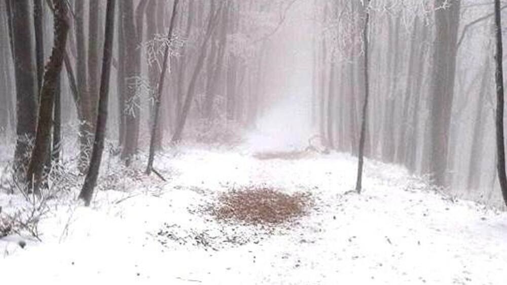 A snow-covered forest path with bare trees and a misty atmosphere.