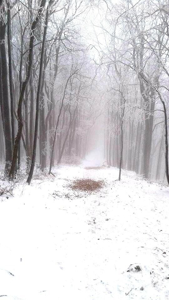 A snow-covered forest path with bare trees and a misty atmosphere.
