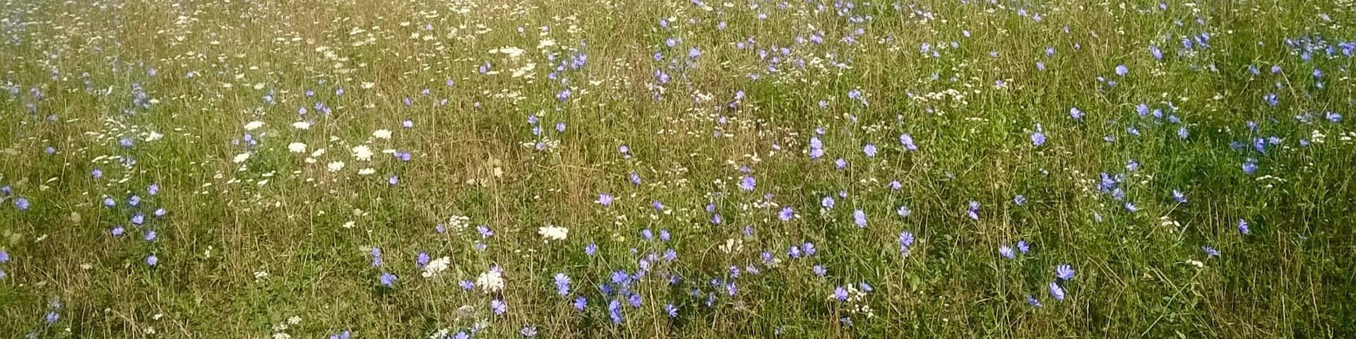 Beautiful meadow whilst travel through South Slovakia 2015