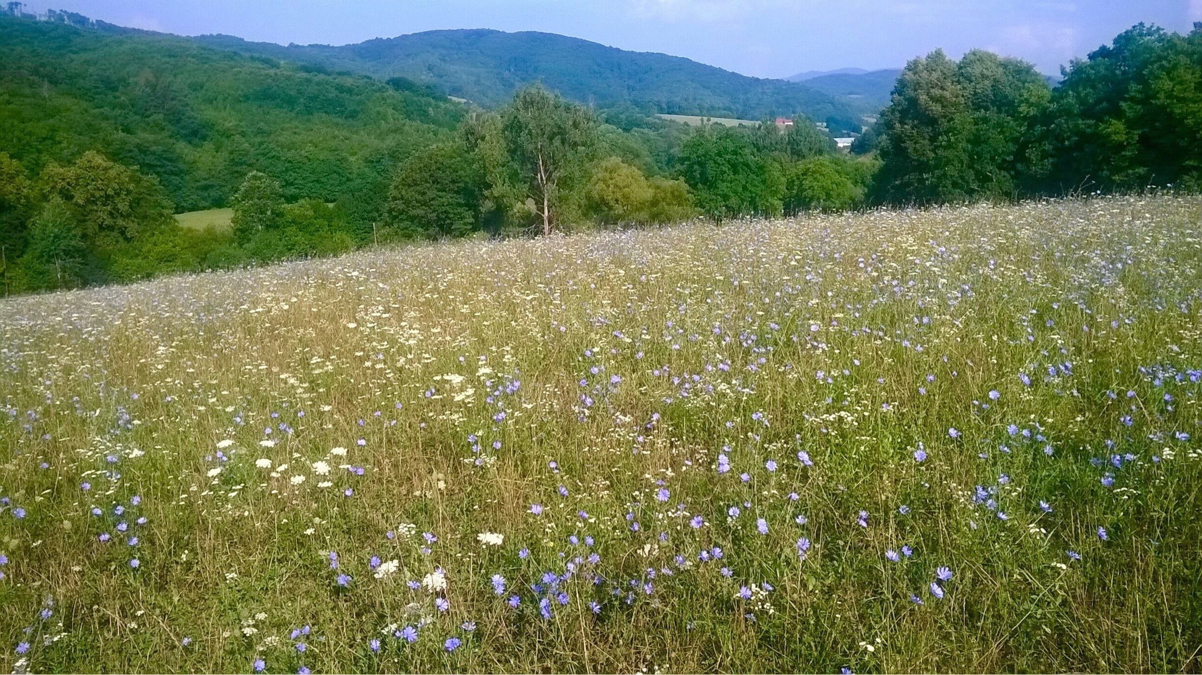 A field of wildflowers with a backdrop of green hills and trees.