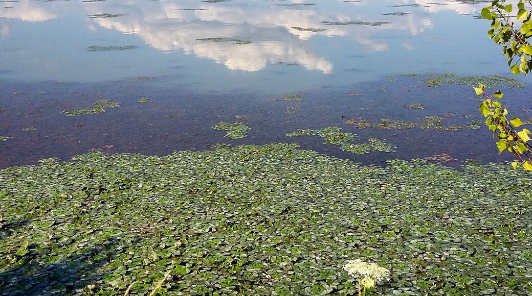 This place is well known for nesting of various species of birds. #ornithology #green