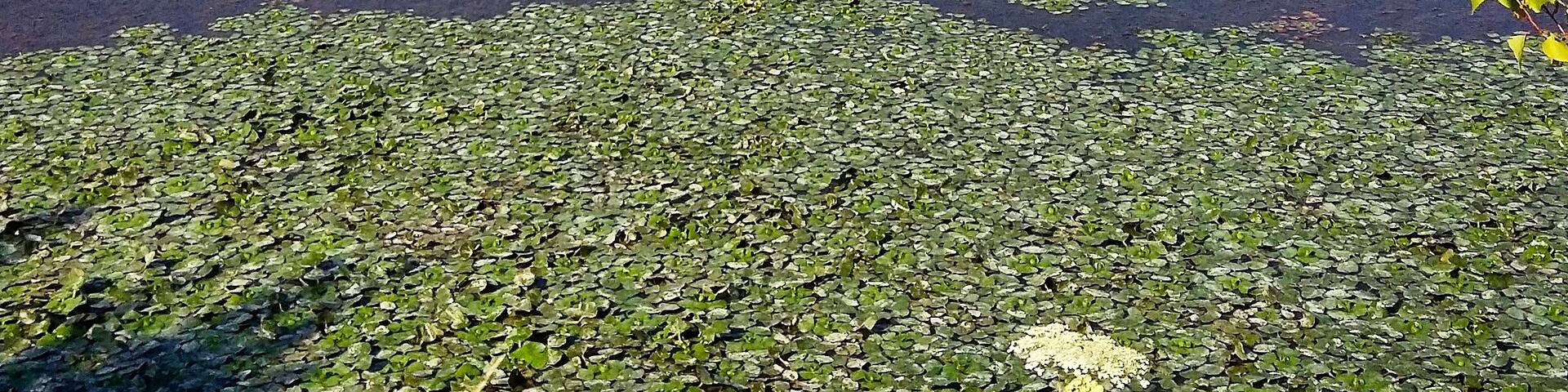 This place is well known for nesting of various species of birds. #ornithology #green