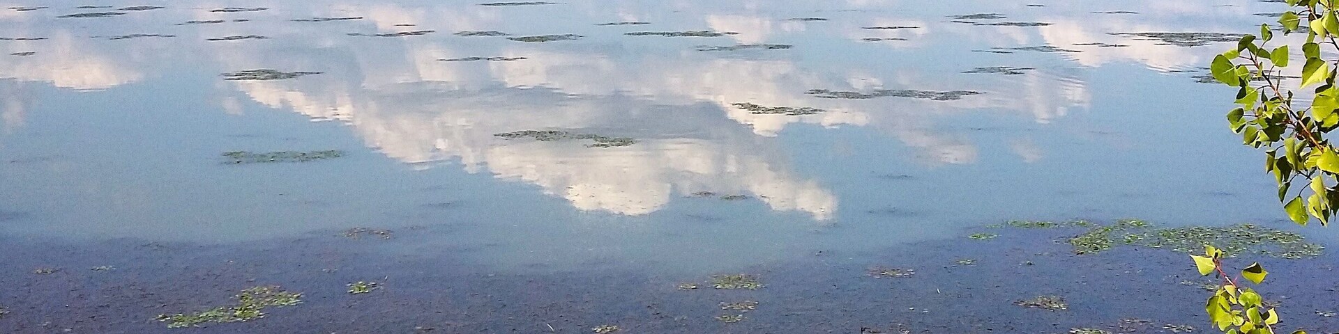 This place is well known for nesting of various species of birds. #ornithology #green