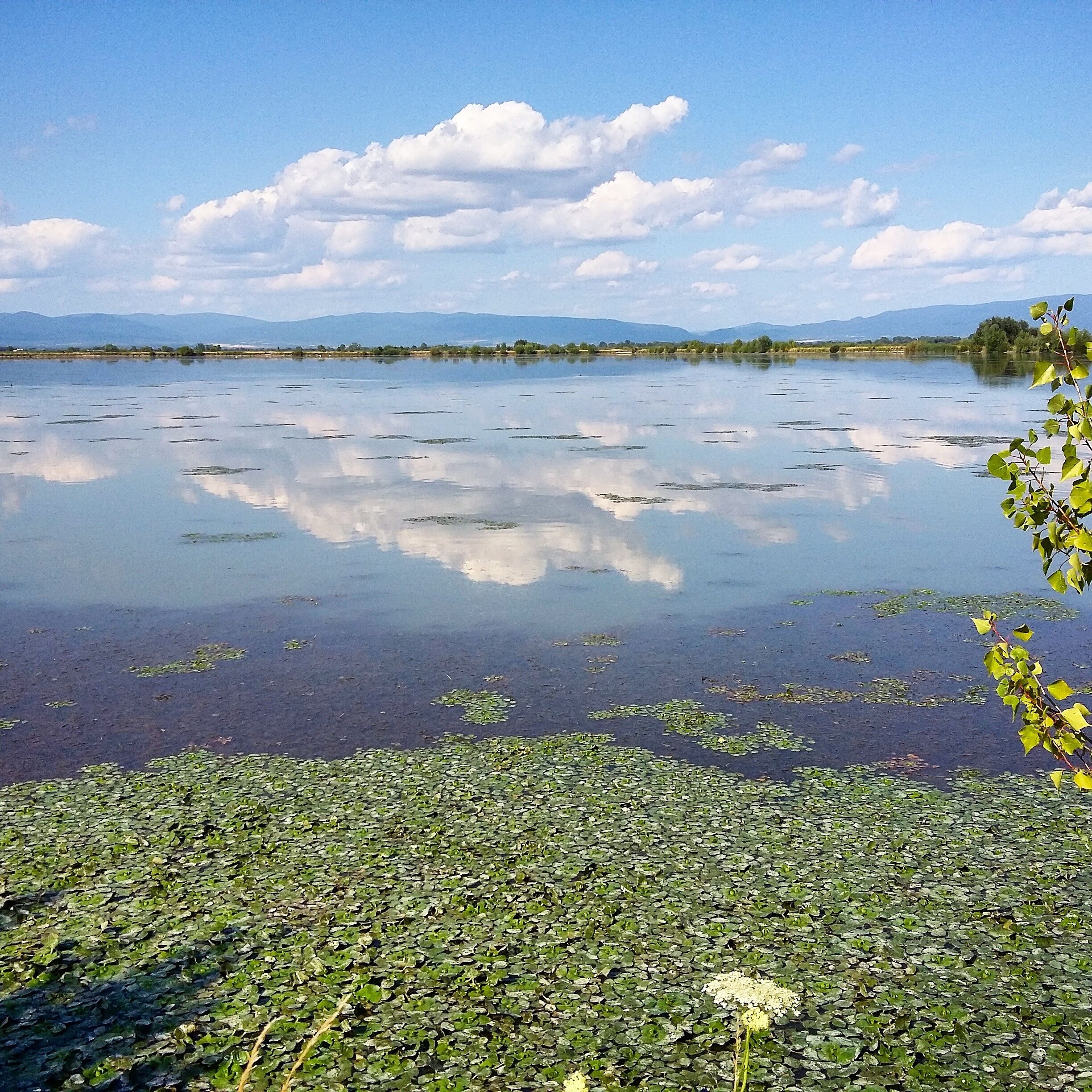 A calm lake with lily pads and a clear reflection of the sky and clouds.