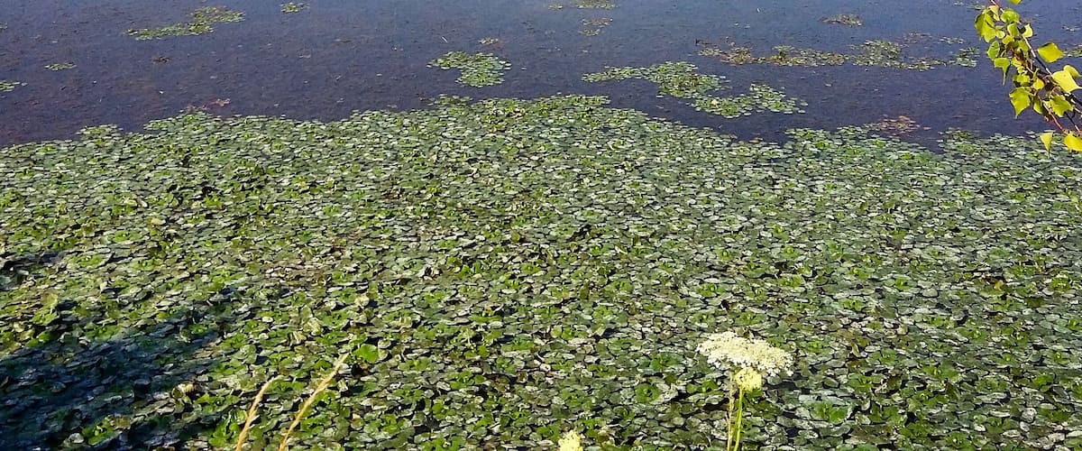 A calm lake with lily pads and a clear reflection of the sky and clouds.