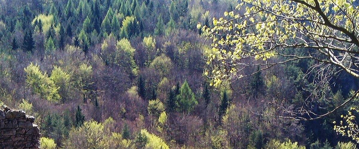 view