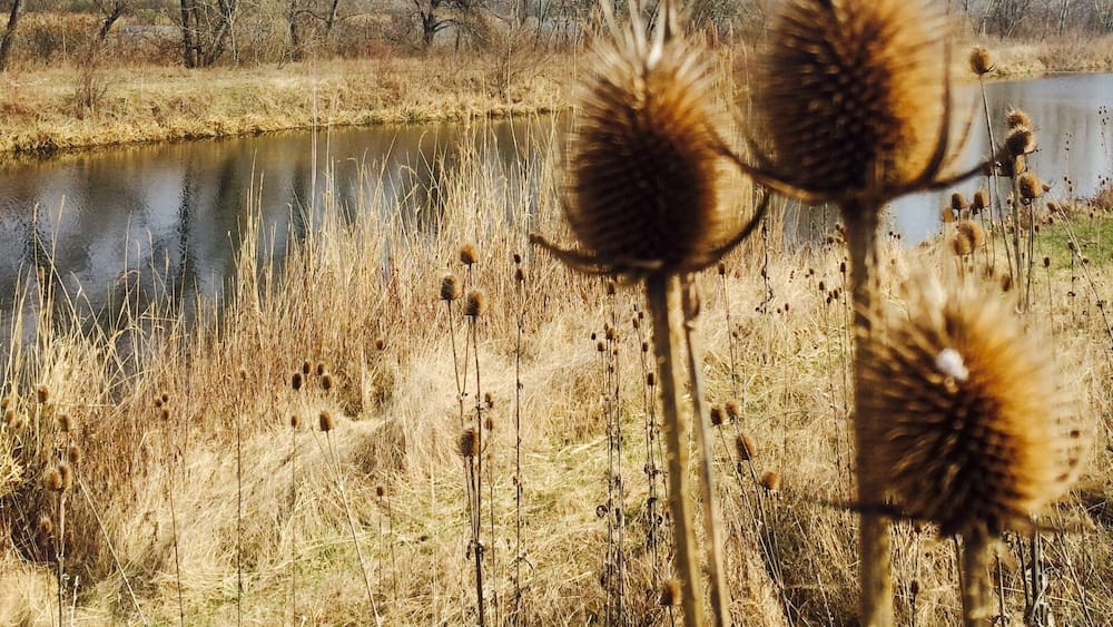 A field with tall, spiky plants and a body of water in the background.