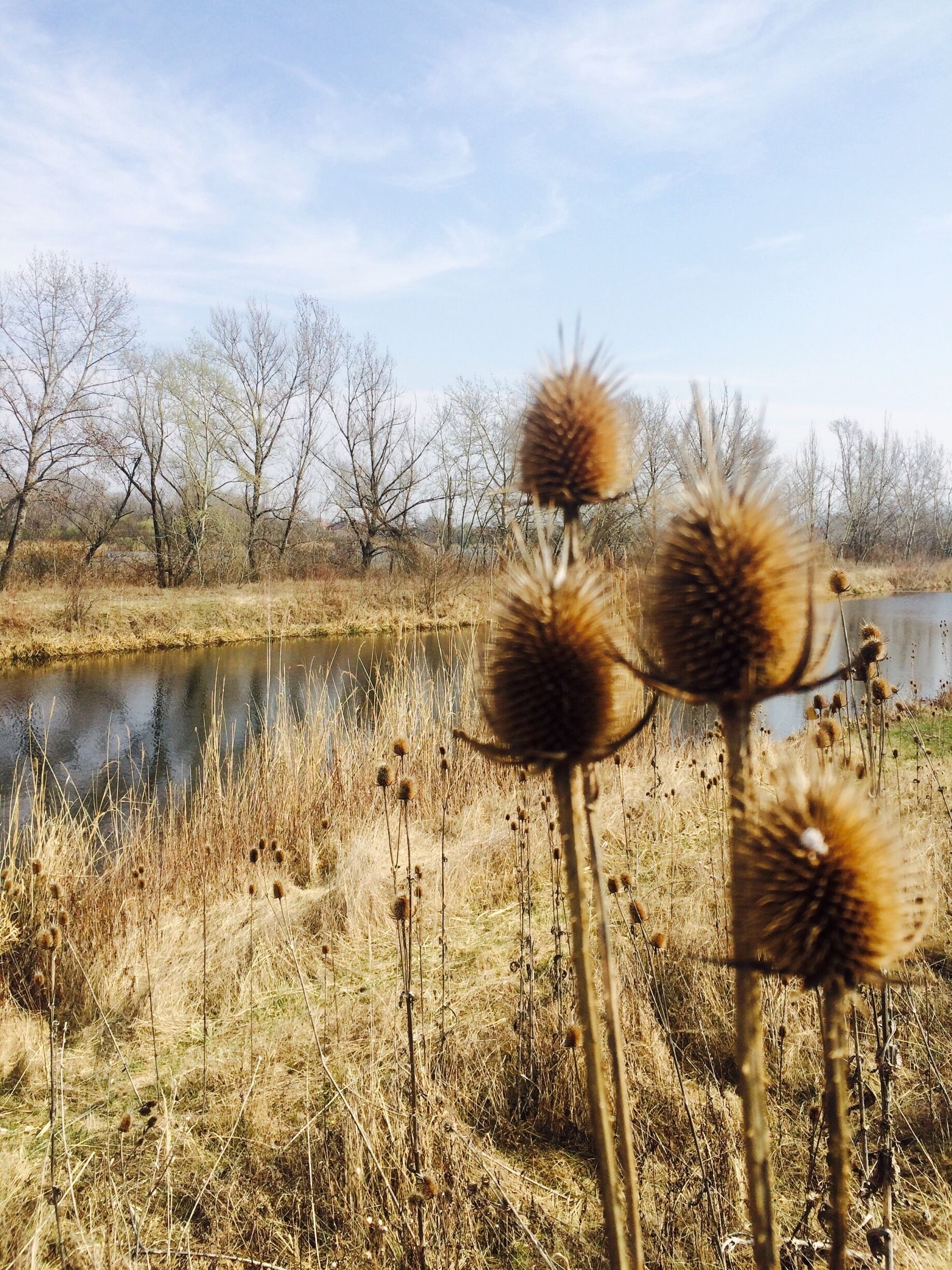 A field with tall, spiky plants and a body of water in the background.