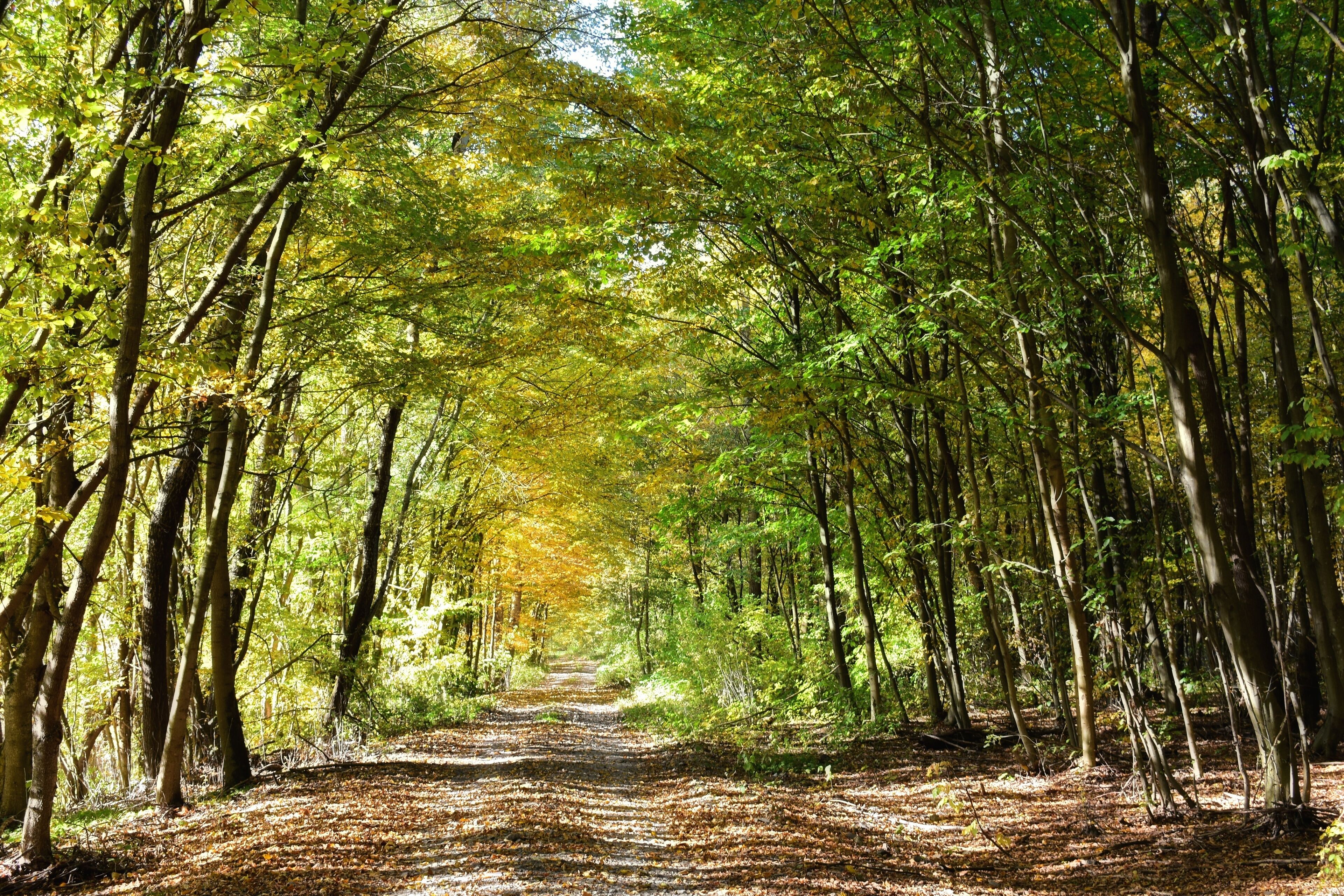 A forest path with tall trees and a leaf-covered ground.