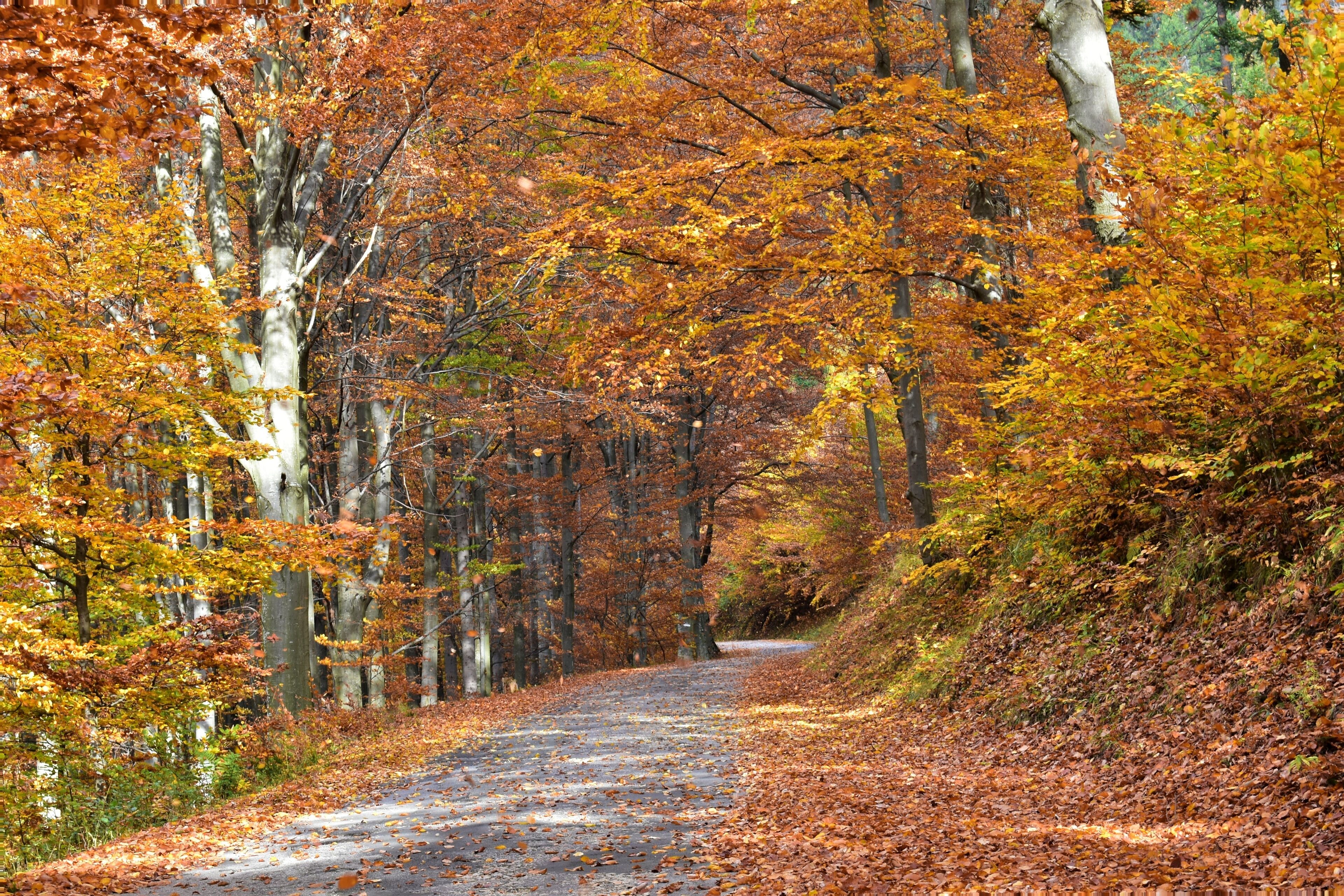 A forest road covered with fallen leaves.