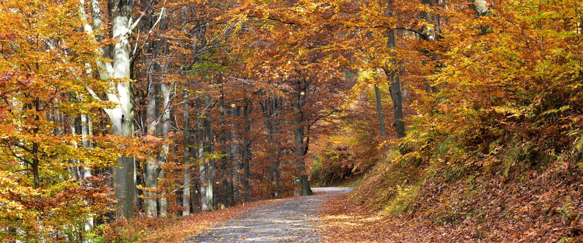 A forest road covered with fallen leaves.