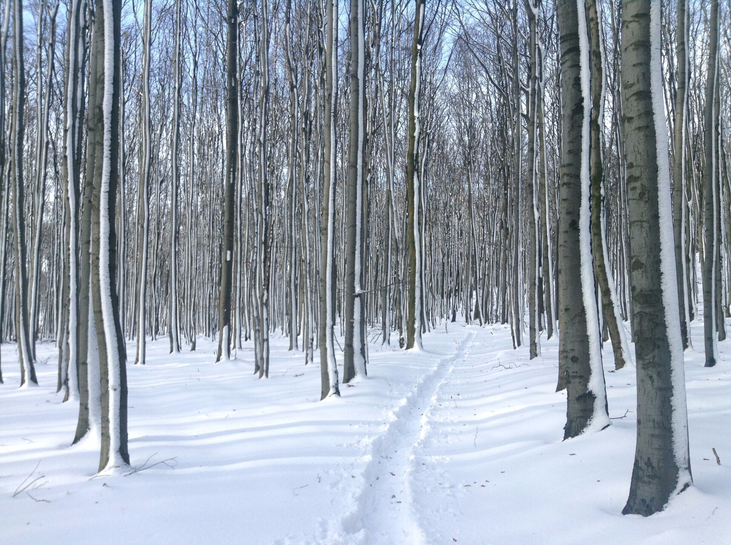 Hiking through the forrests on the Štefánik Trail in the Little Carpathian Mountains, Western Slovakia.

#hiking #stefaniktrail #WinterWonders #malekarpaty #TakeAhike