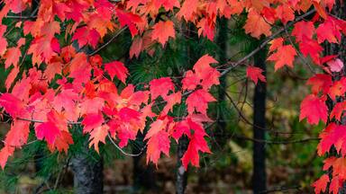 Red maple leaves in a Wisconsin forest